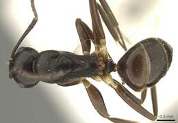 Image of Camponotus auriculatus Mayr 1897