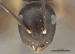 Image of Camponotus auriculatus Mayr 1897