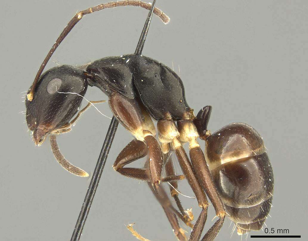 Image of Camponotus auriculatus Mayr 1897