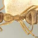 Imagem de Camponotus nutans Mayr 1867