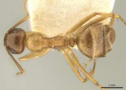 Image of Camponotus nutans Mayr 1867