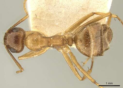 Image de Camponotus nutans Mayr 1867