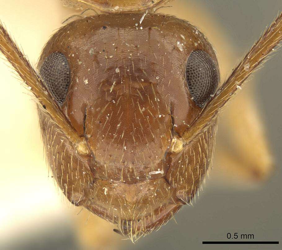 Image of Camponotus nutans Mayr 1867