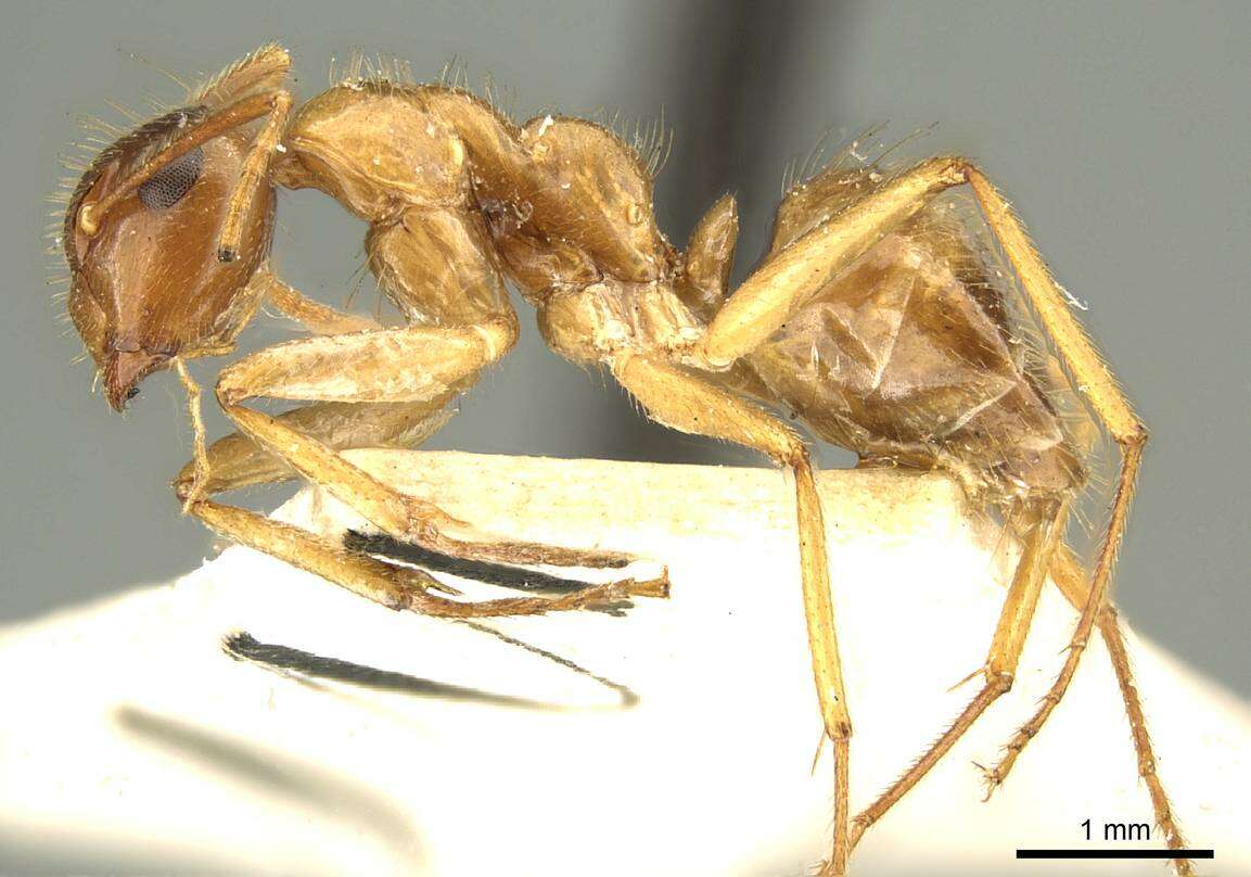 Image of Camponotus nutans Mayr 1867