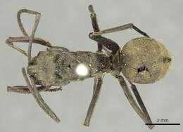 Image de Polyrhachis abrupta Mayr 1867