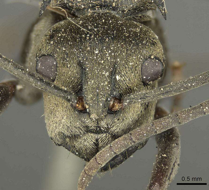 Image de Polyrhachis abrupta Mayr 1867