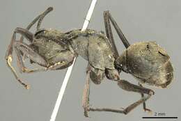 Image de Polyrhachis abrupta Mayr 1867