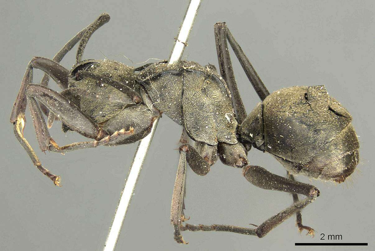 Image de Polyrhachis abrupta Mayr 1867