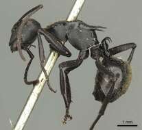 صورة Polyrhachis ammonoeides Roger 1863