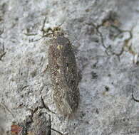 صورة Bryotropha affinis Haworth 1828