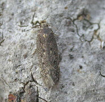 Image of Bryotropha affinis Haworth 1828