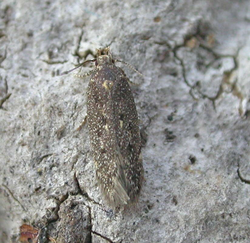 Image de Bryotropha affinis Haworth 1828