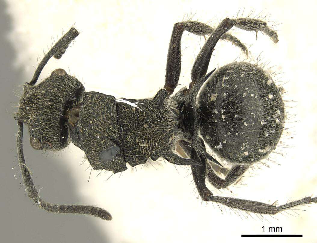 Image of Polyrhachis contemta Mayr 1876