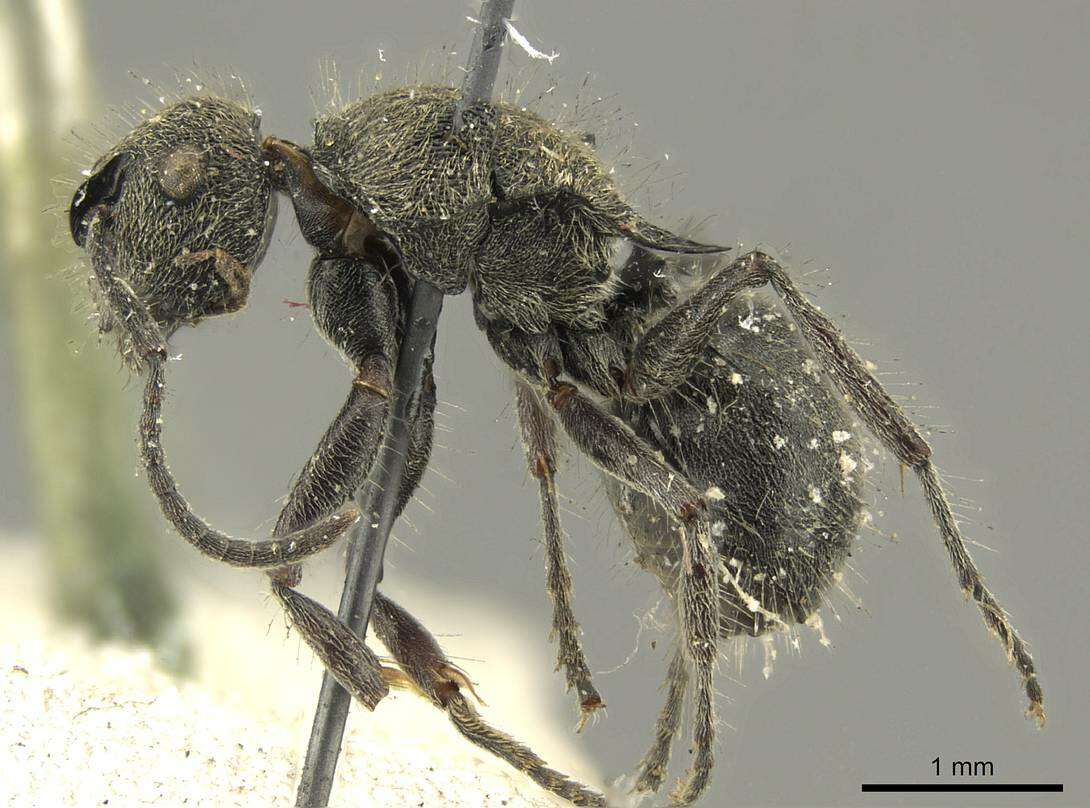 Image of Polyrhachis contemta Mayr 1876