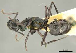 Image of Polyrhachis fuscipes Mayr 1862