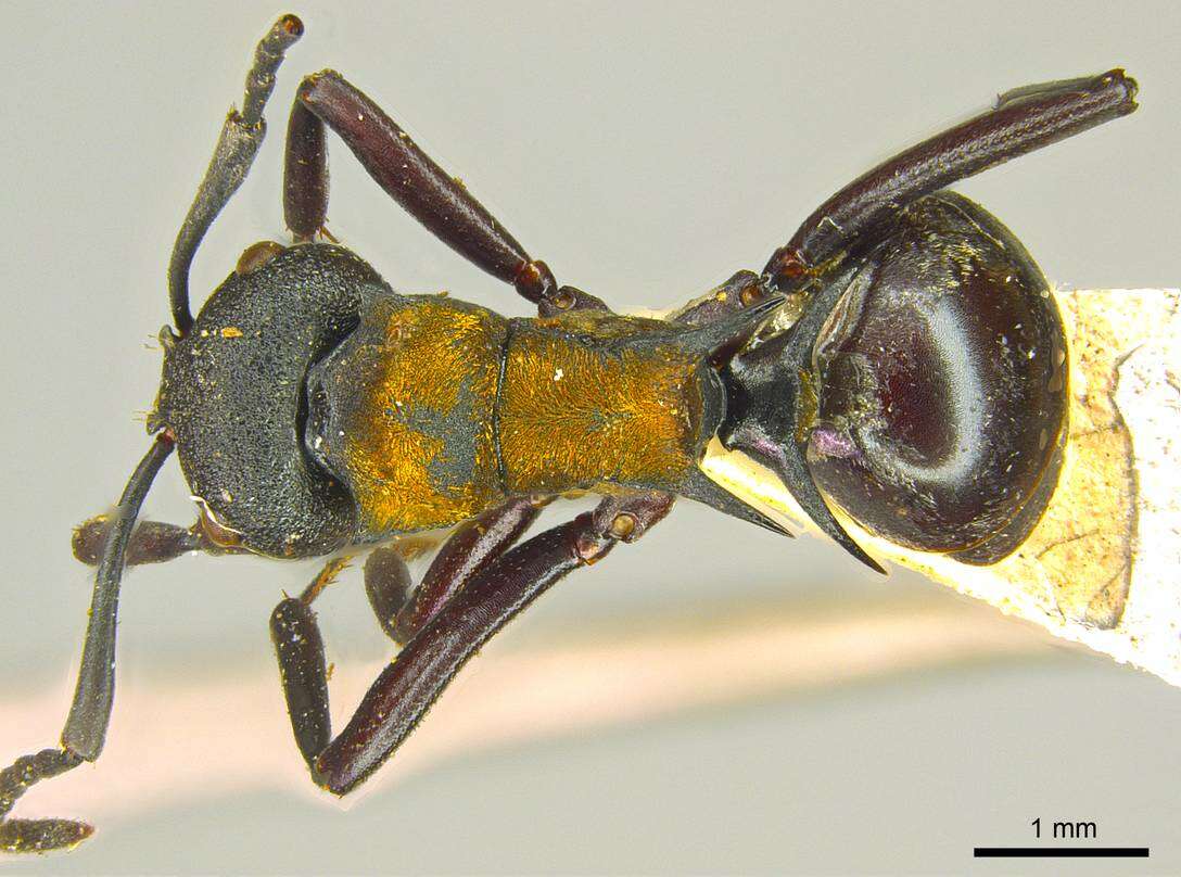 Image of Polyrhachis ornata Mayr 1876