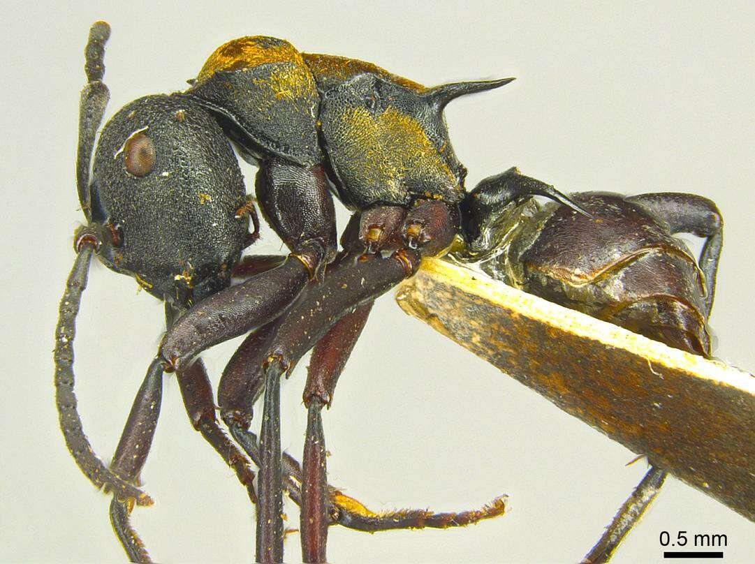 Image of Polyrhachis ornata Mayr 1876