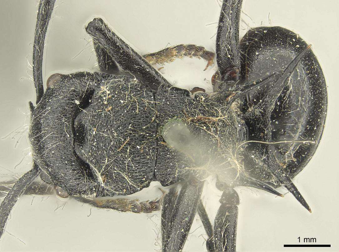 Plancia ëd Polyrhachis punctiventris Mayr 1876