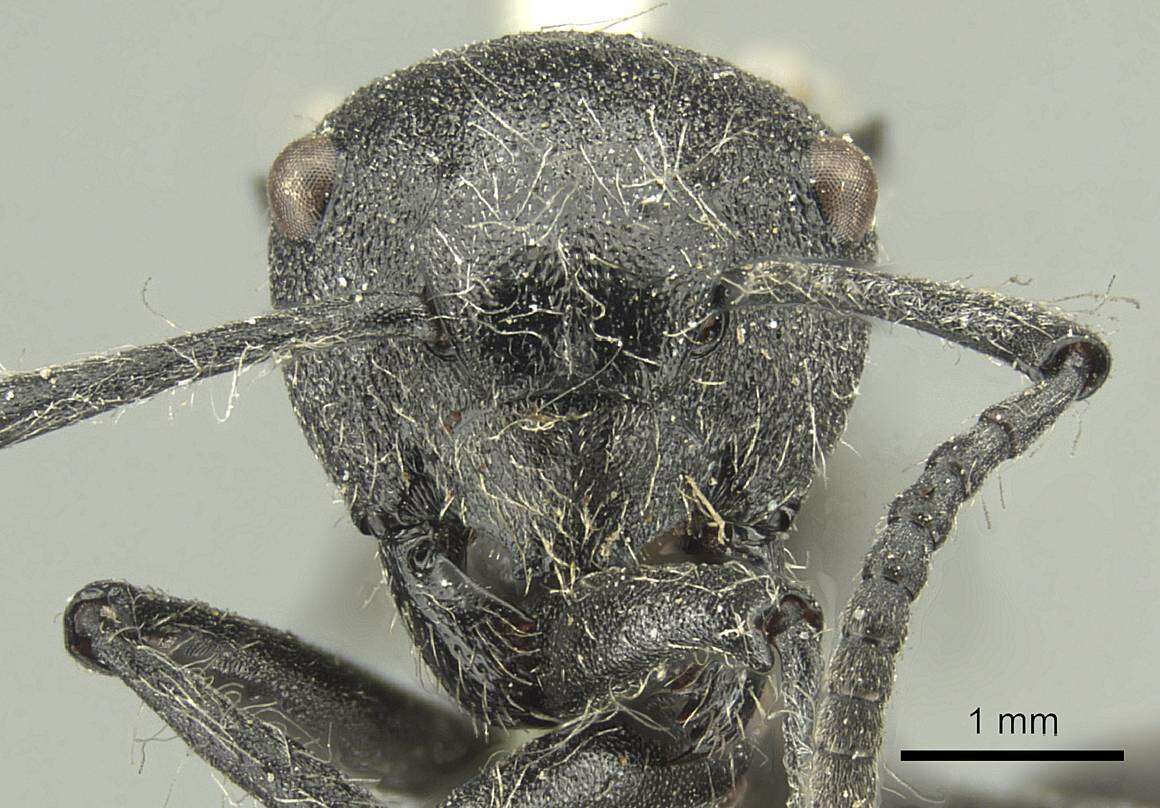 Plancia ëd Polyrhachis punctiventris Mayr 1876