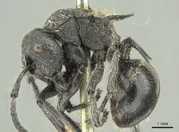 Plancia ëd Polyrhachis punctiventris Mayr 1876