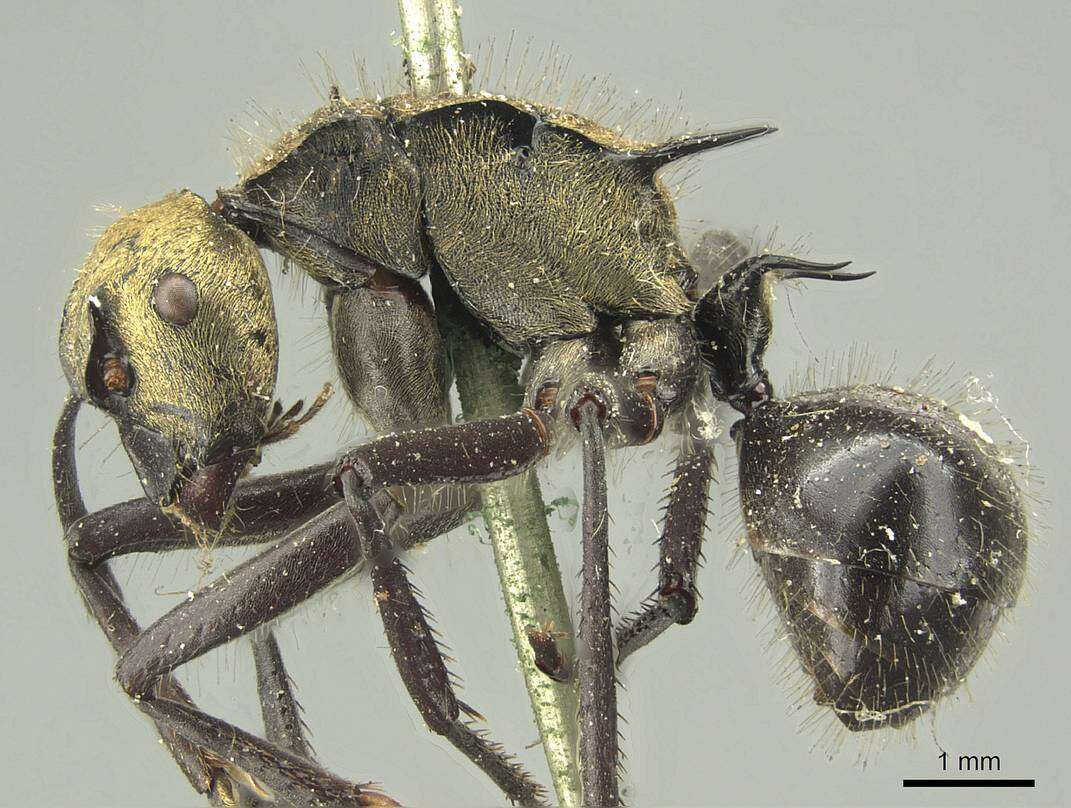 Image de Polyrhachis semiaurata Mayr 1876