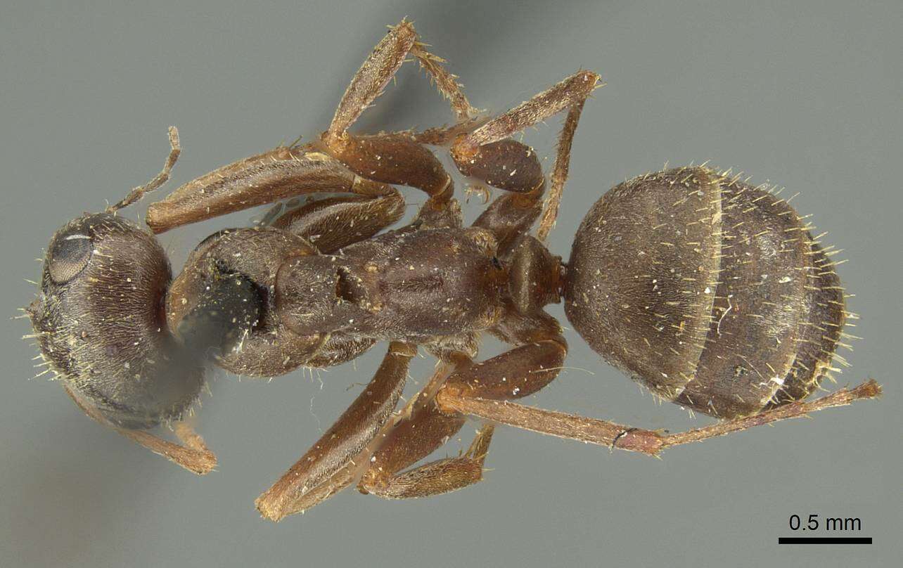 Image of Formica cinerea Mayr 1853