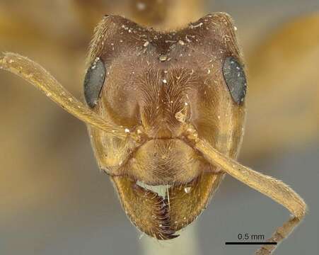 Image of Narrow headed ant