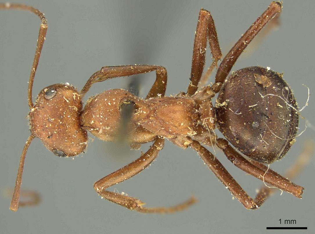 Image of Northern Red Wood Ant