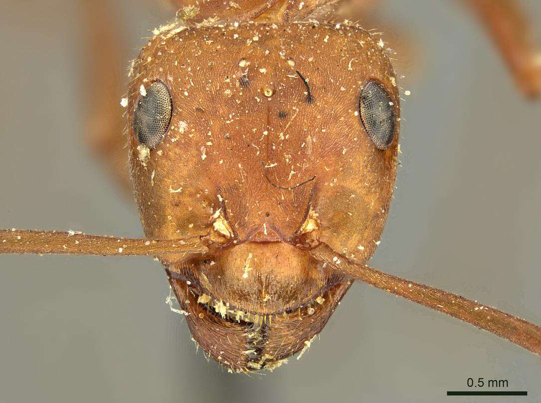 Image of Northern Red Wood Ant