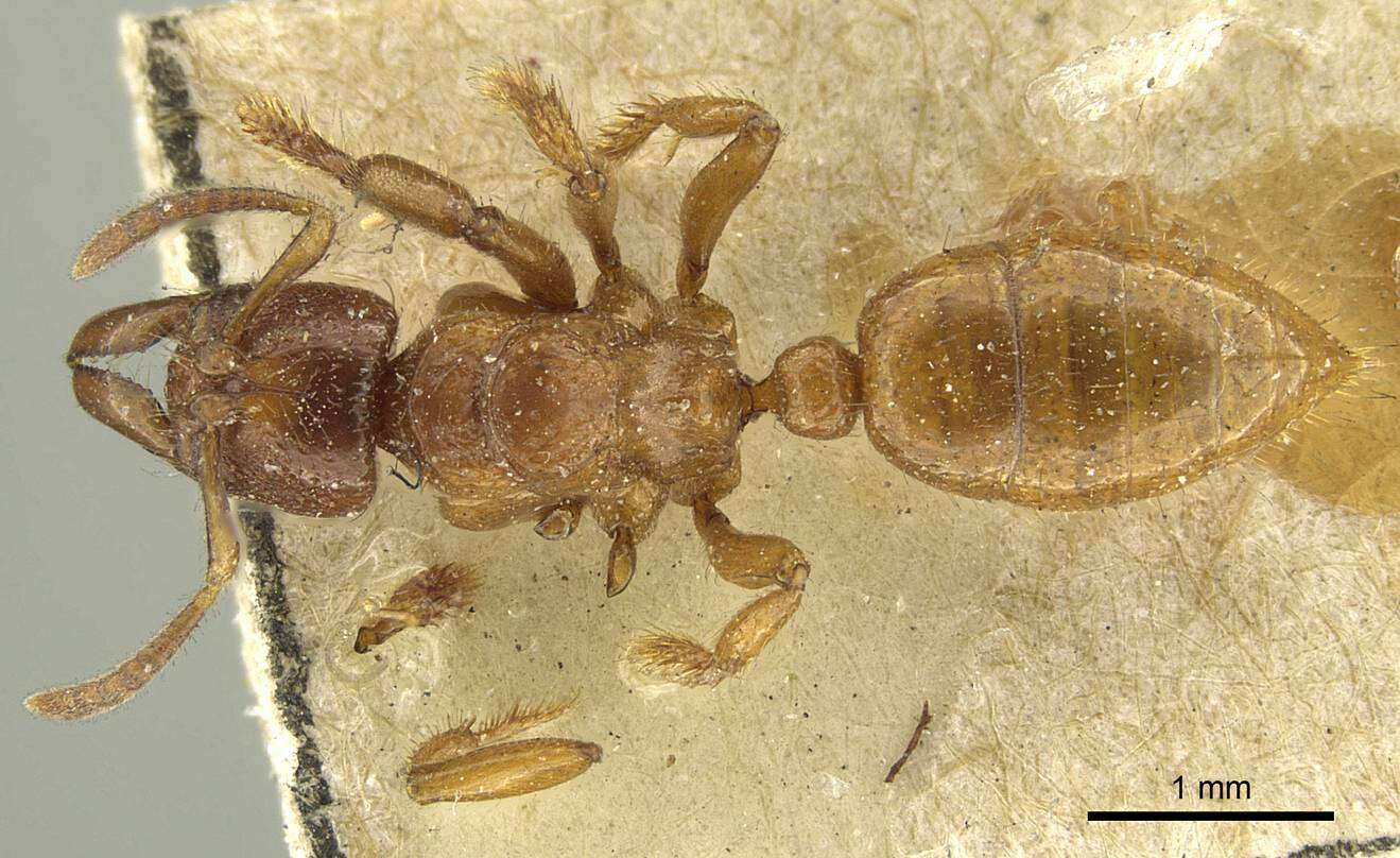 Plancia ëd Centromyrmex feae (Emery 1889)