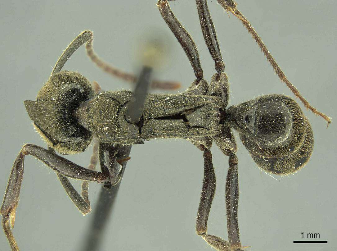 Image of Neoponera