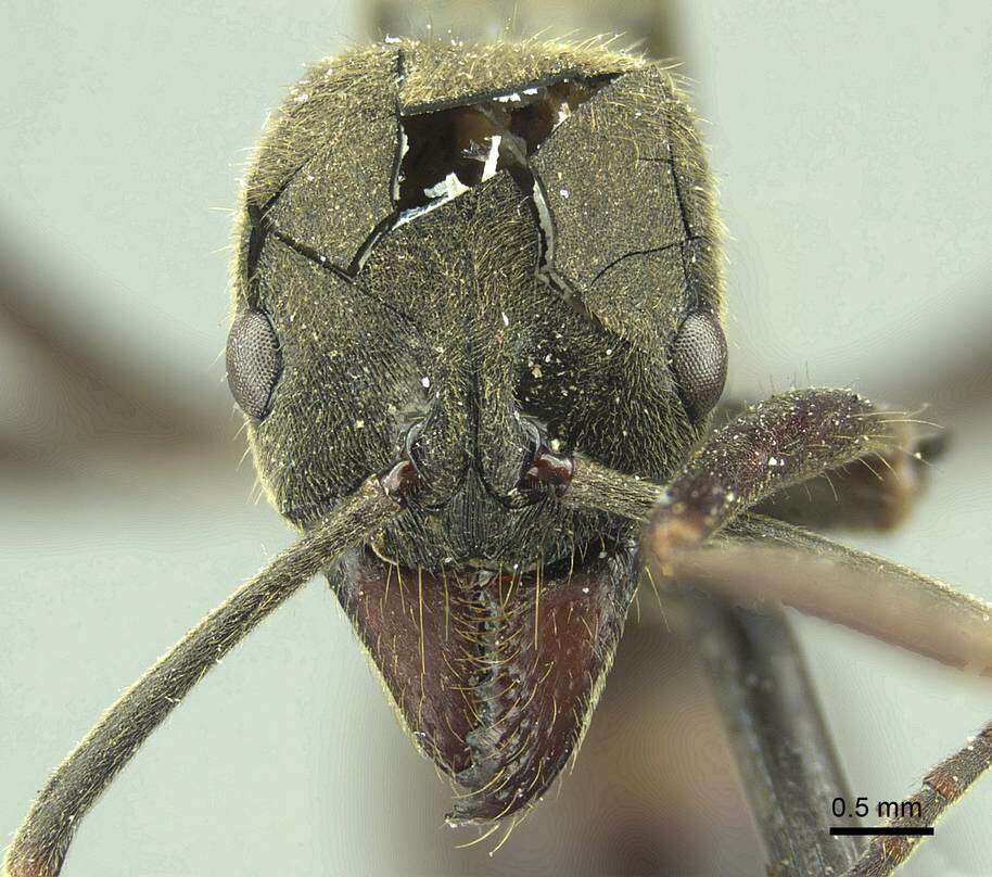 Image de Neoponera