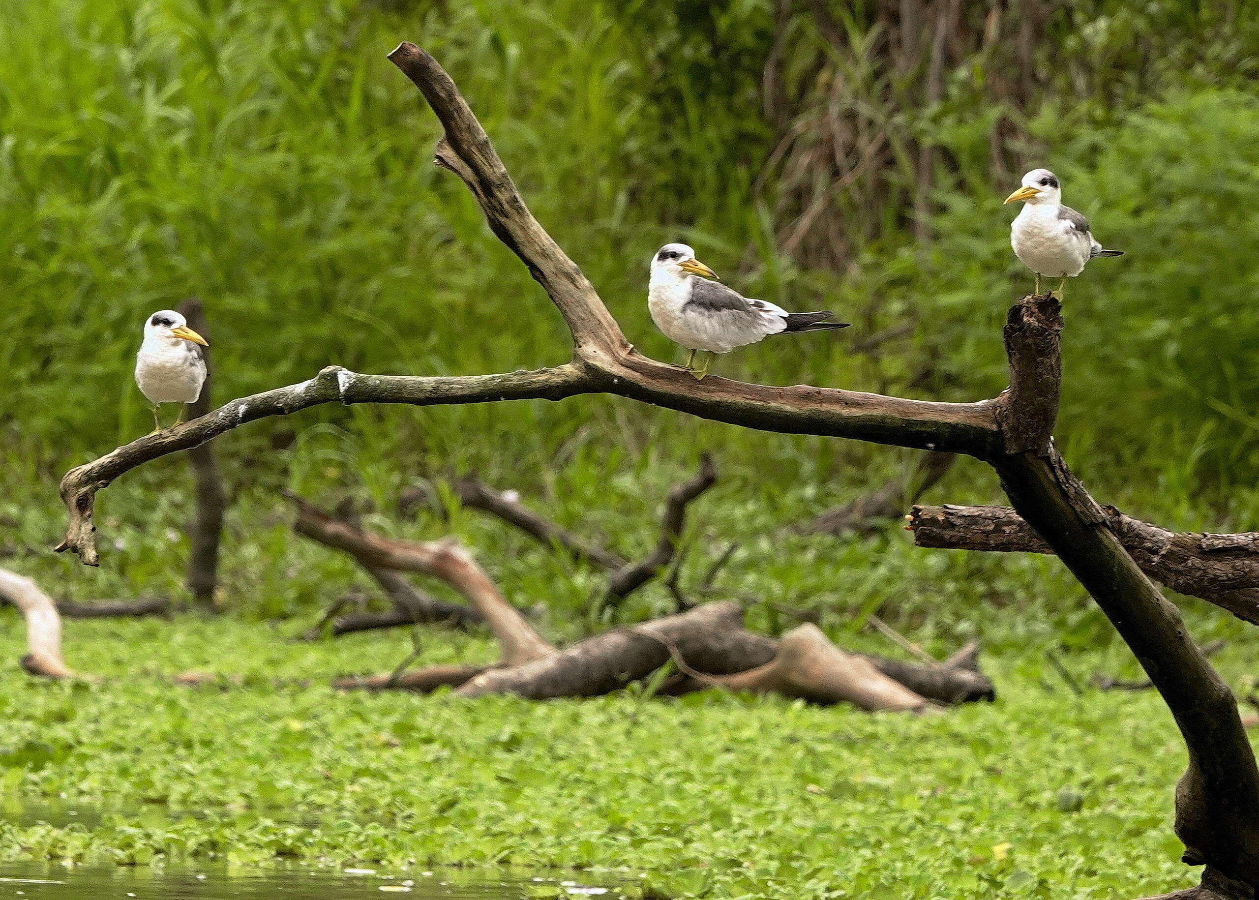 Image of Yellow-billed Tern