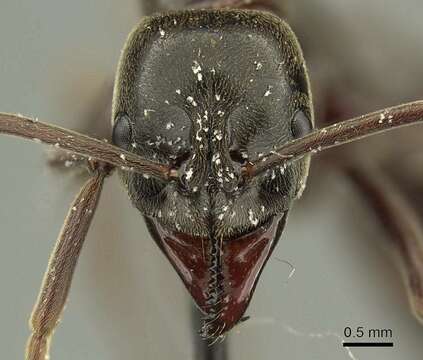 Image of Hag Ants