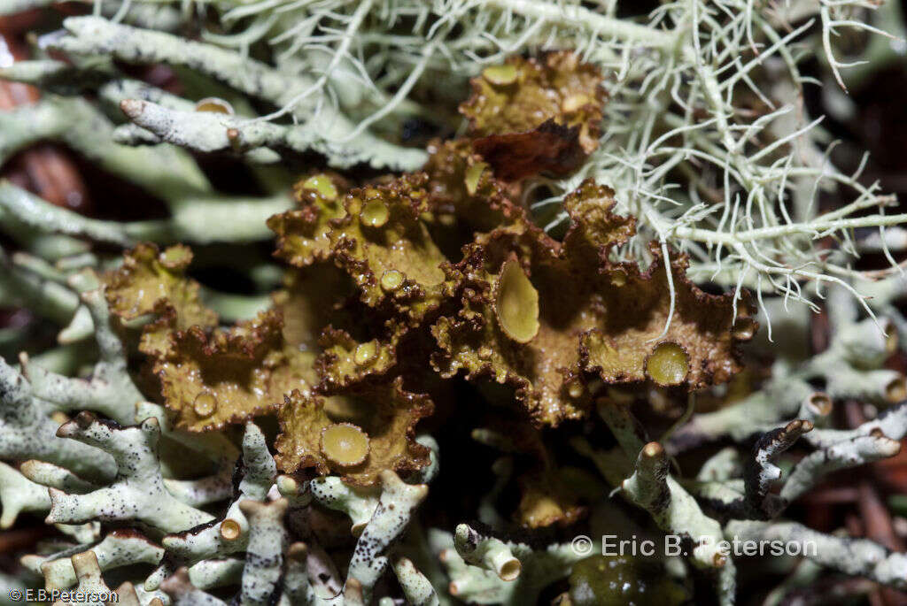 Image of tuckermannopsis lichen