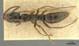 صورة Neoponera unidentata