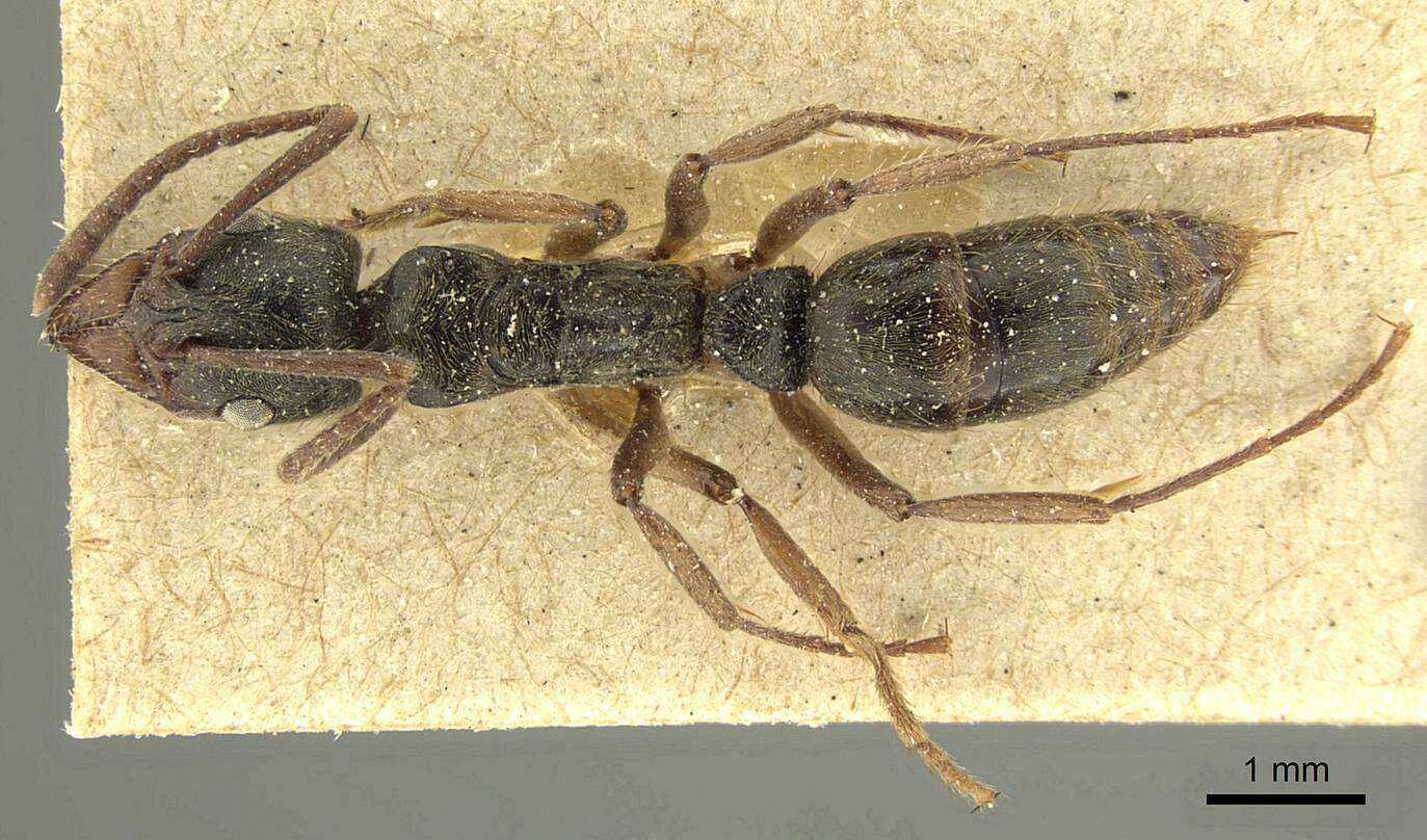 صورة Neoponera unidentata