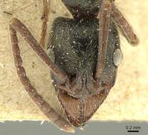 صورة Neoponera unidentata