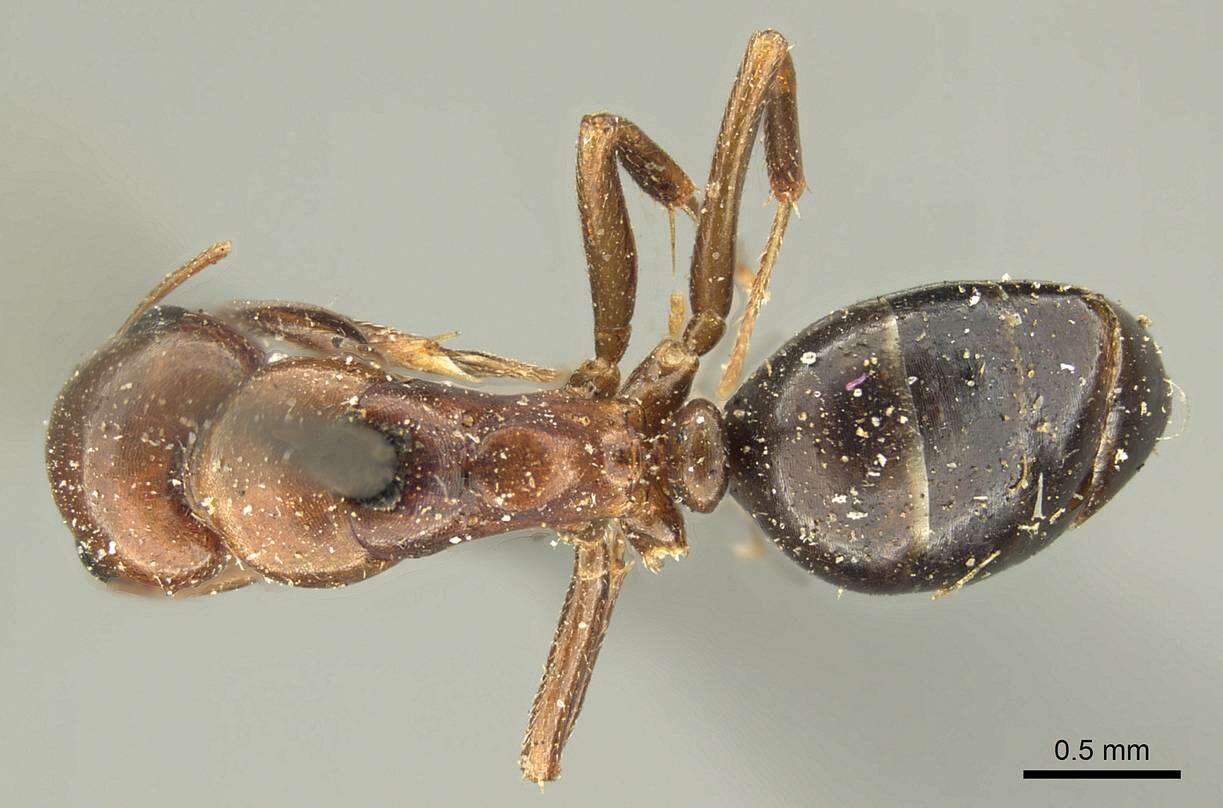 Image of Camponotus sicheli Mayr 1866