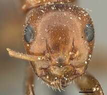 Image of Camponotus sicheli Mayr 1866