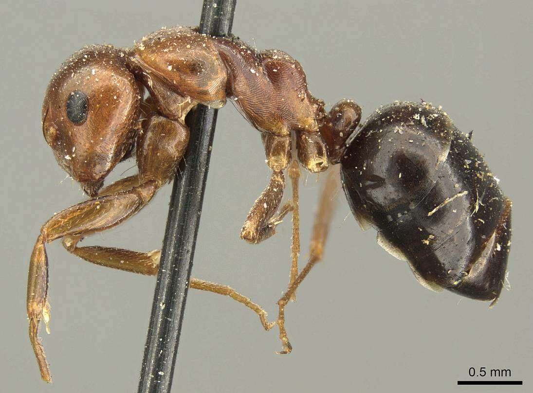 Image of Camponotus sicheli Mayr 1866