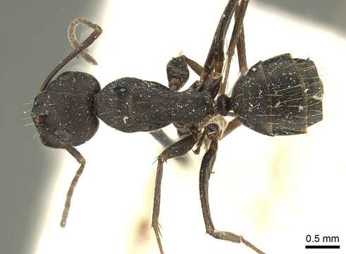 Слика од Camponotus acvapimensis Mayr 1862