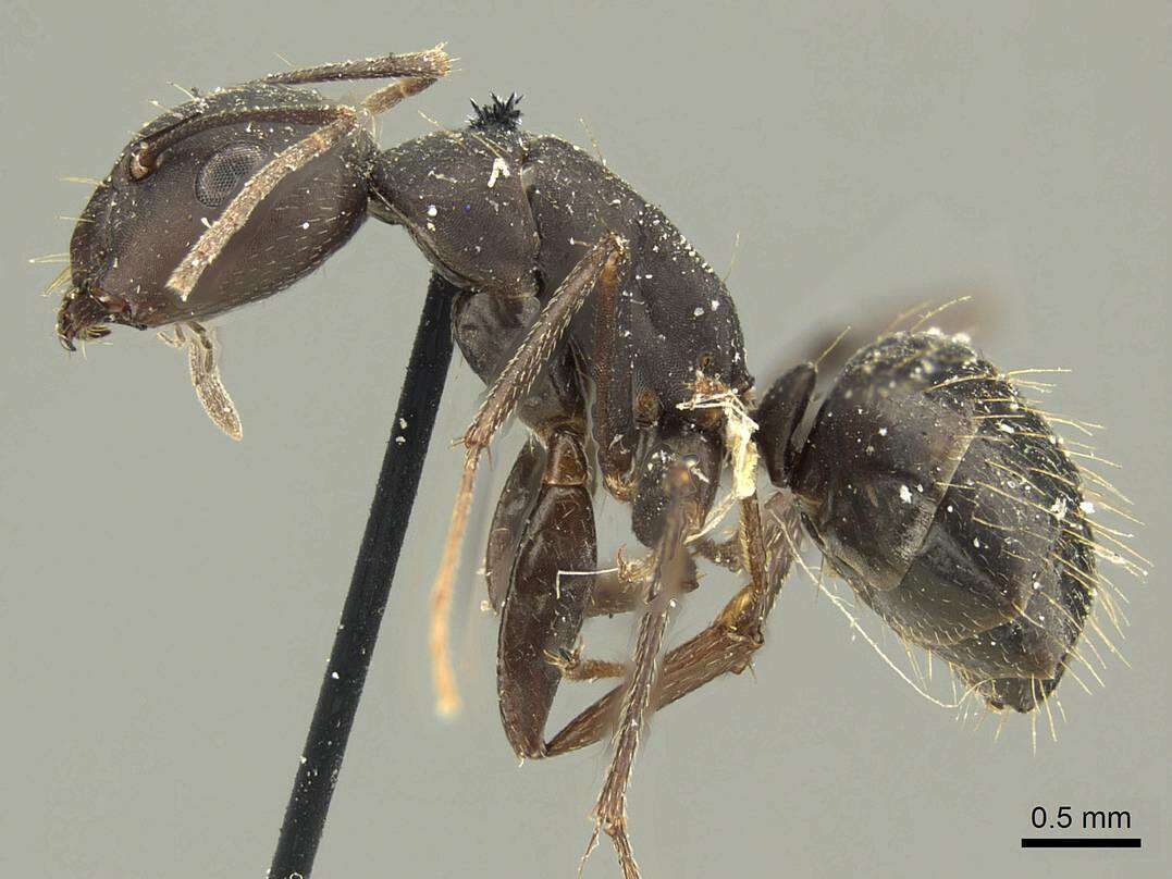 Слика од Camponotus acvapimensis Mayr 1862