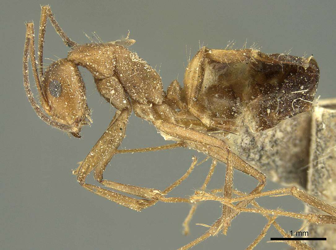 Слика од Camponotus nicobarensis Mayr 1865