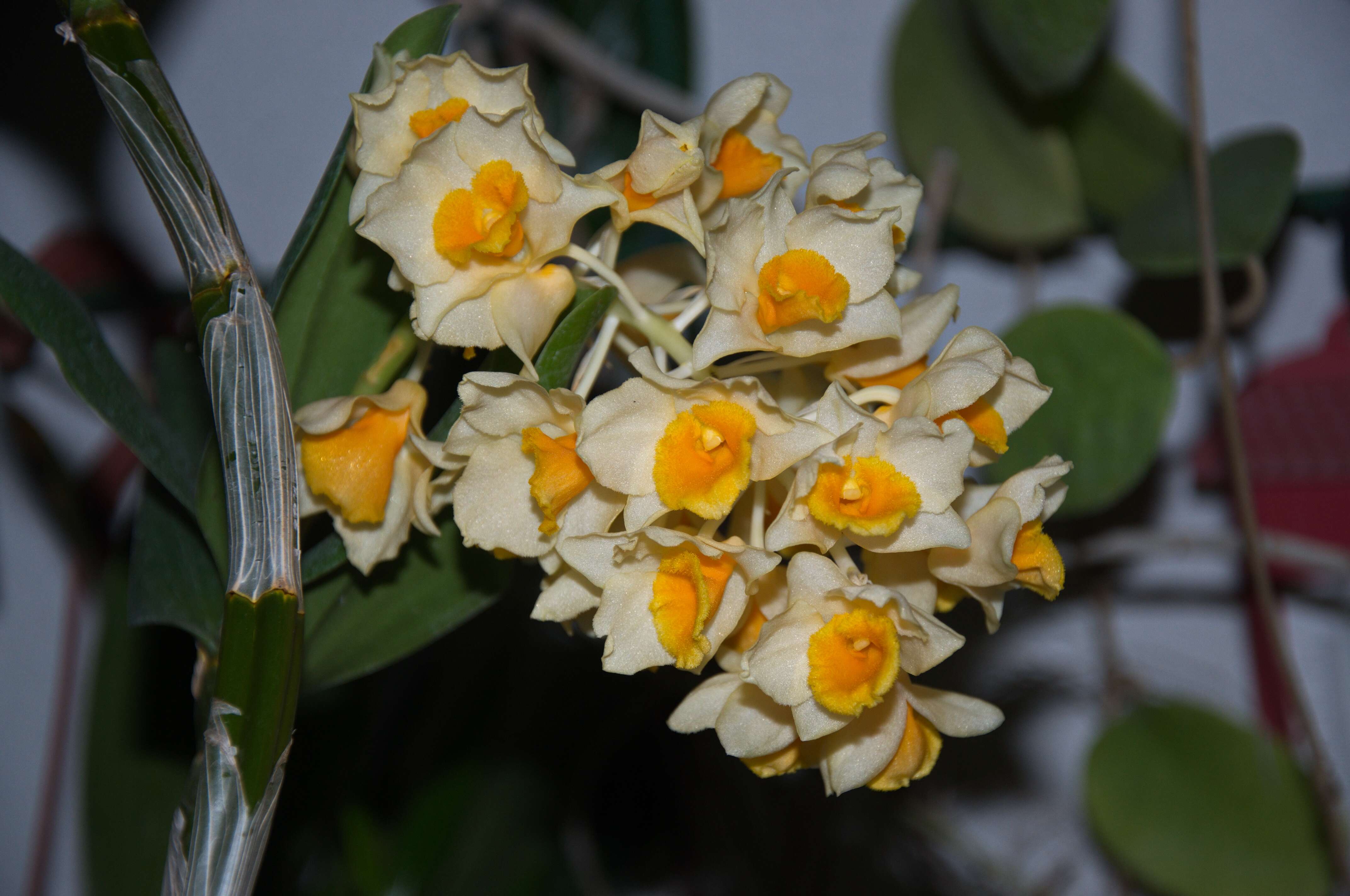 Imagem de Dendrobium densiflorum Lindl.