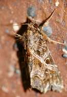 Image of Cutworm