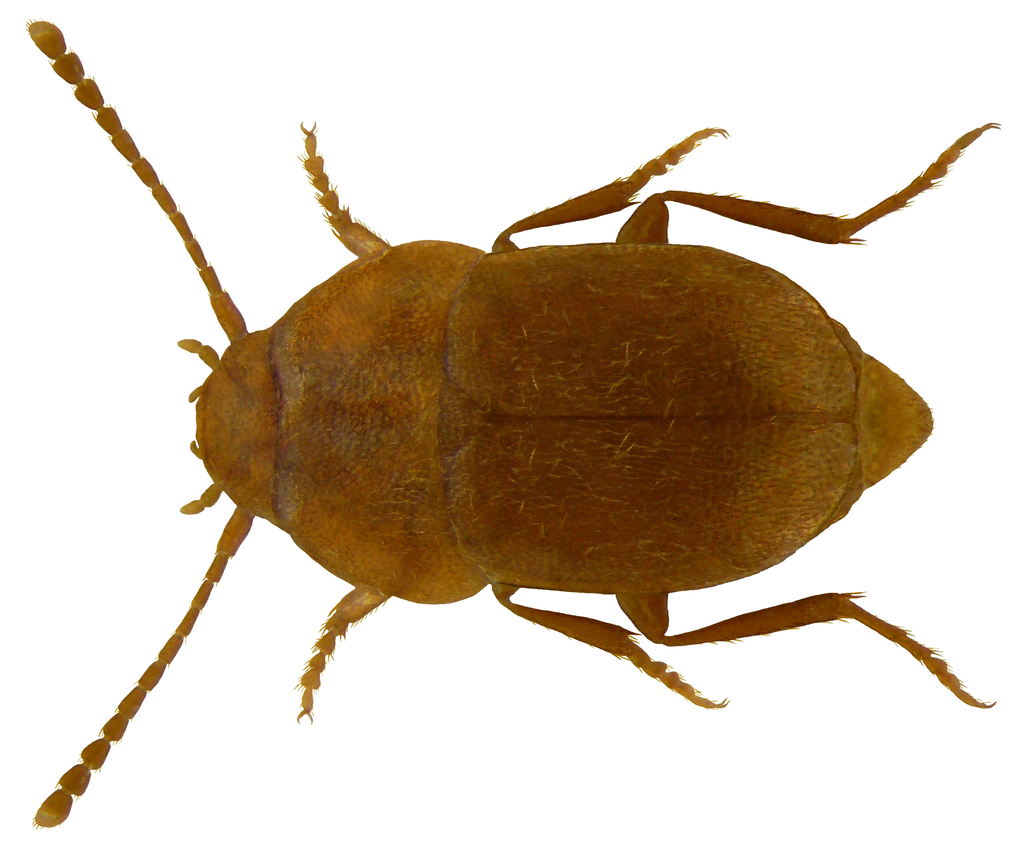 Leptinus testaceus Müller & P. W. J. 1817 resmi