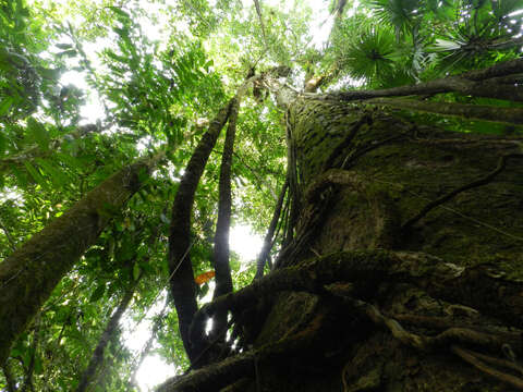 Image of Wild Cashew