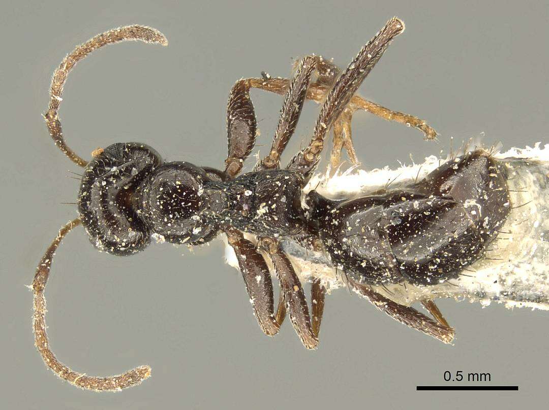 Image of Lepisiota capensis (Mayr 1862)