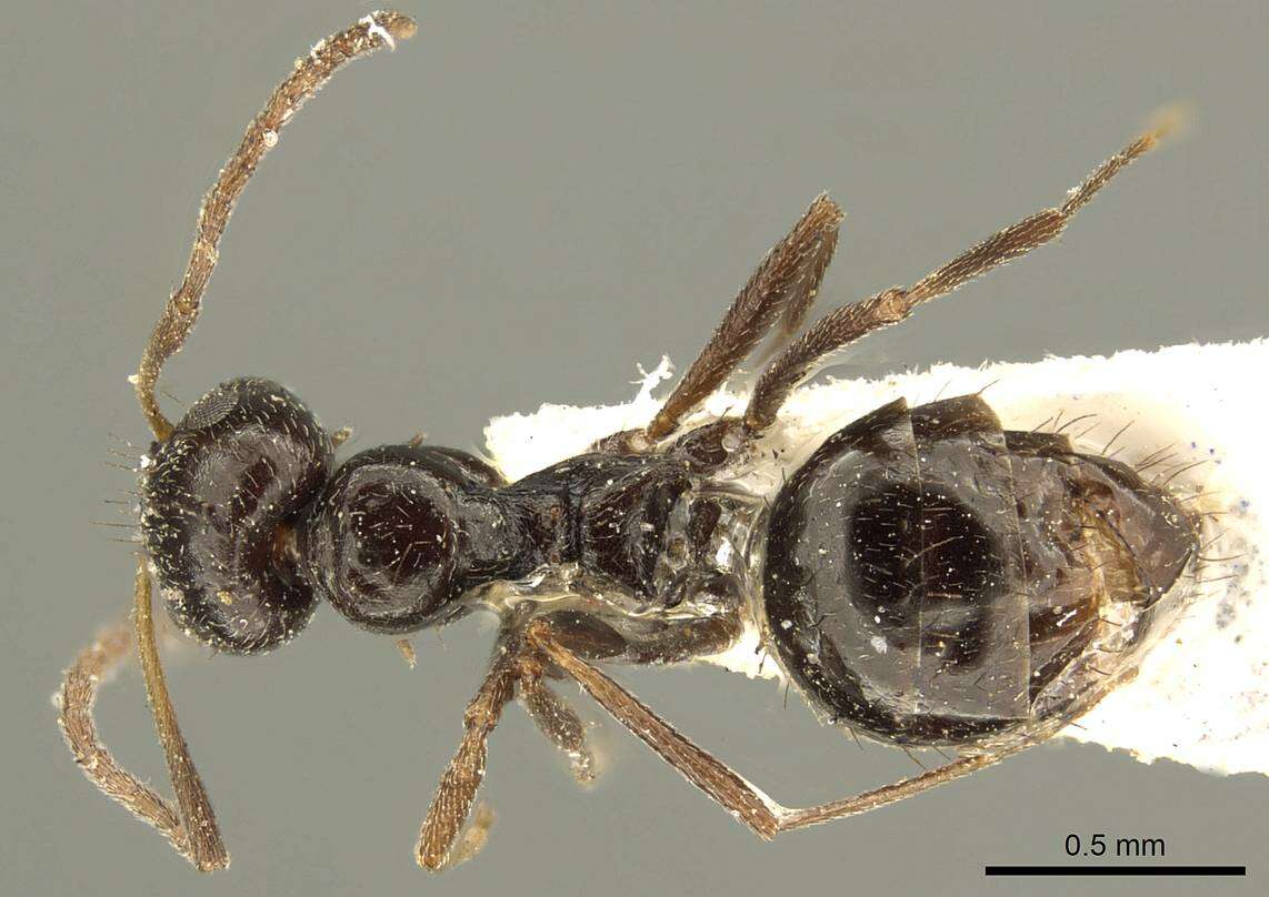 Image of Lepisiota capensis (Mayr 1862)